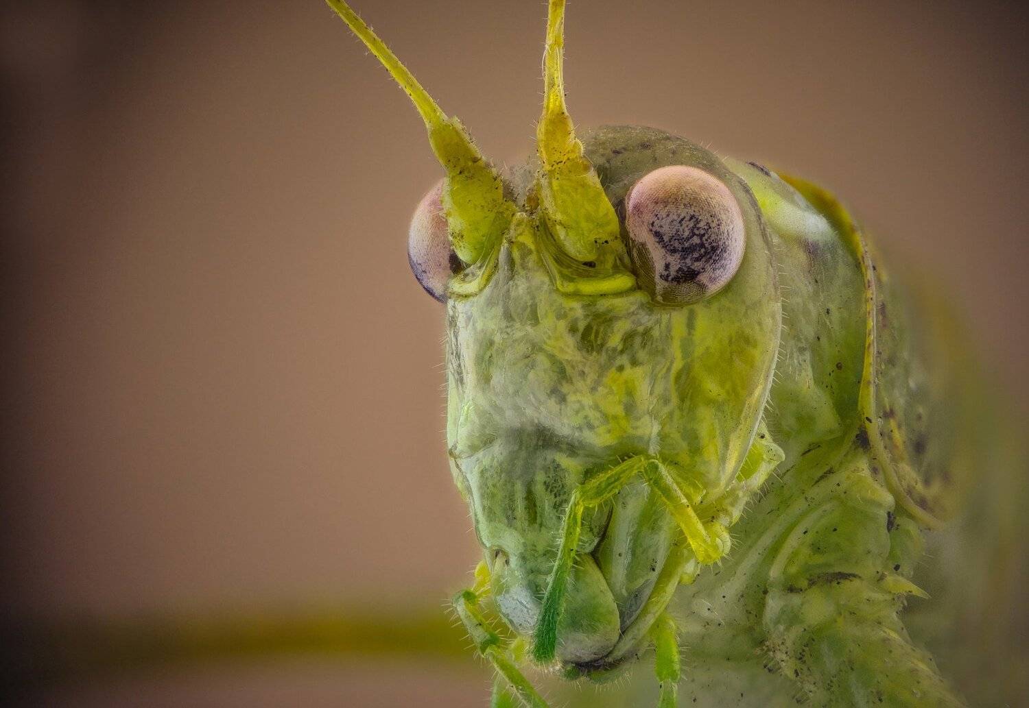 Kузнечик. Автор: Tsvetan Ganev ceclii,macro,lgg4, extrememacro, макро, Tsvetan Ganev