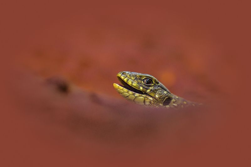 Espartano de Plasencia фото превью