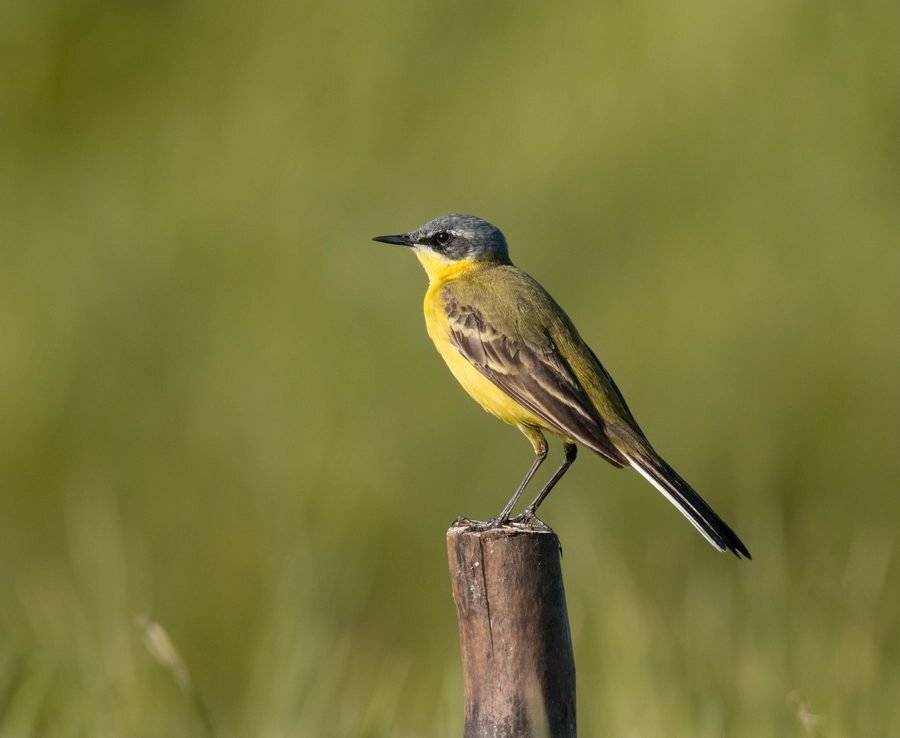 птицы, трясогузка,, Владимир Пакалевич