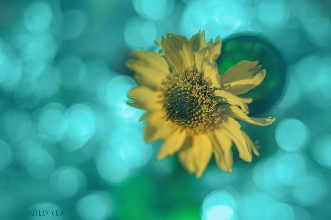 боке, bokeh, цветок, Владимир Тузлай