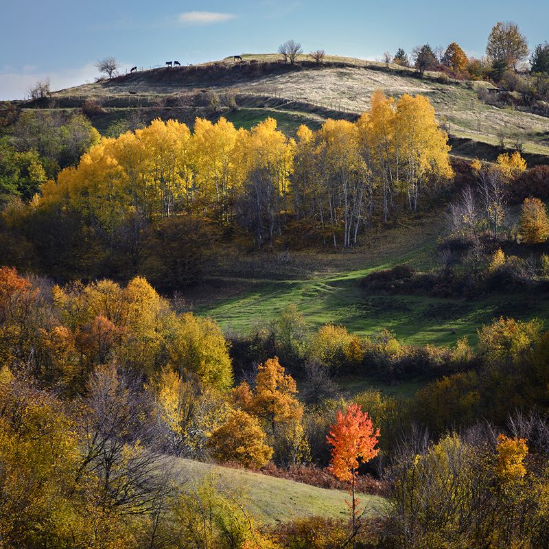 Идиллия фото превью