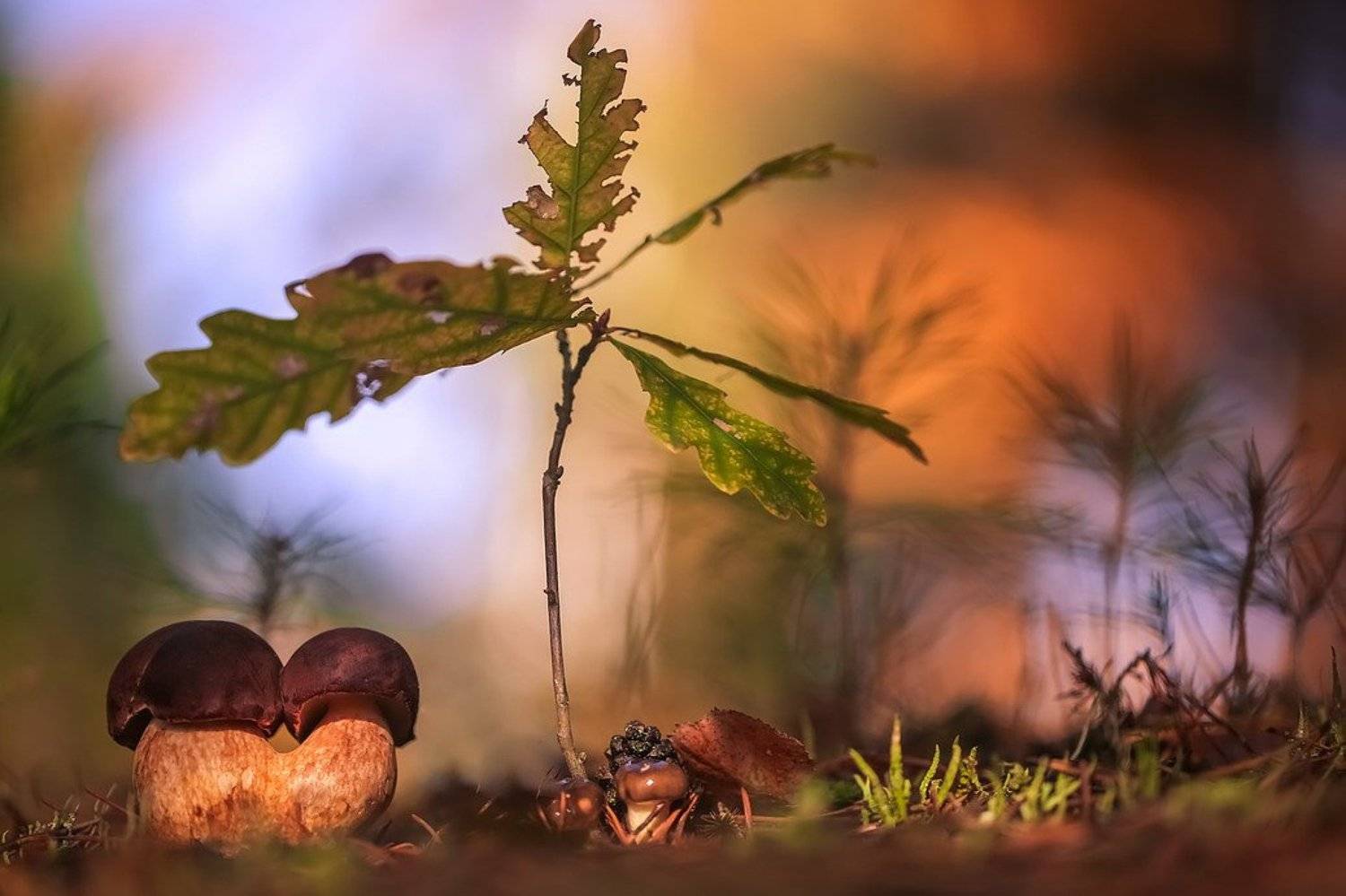 , Вячеслав Мищенко