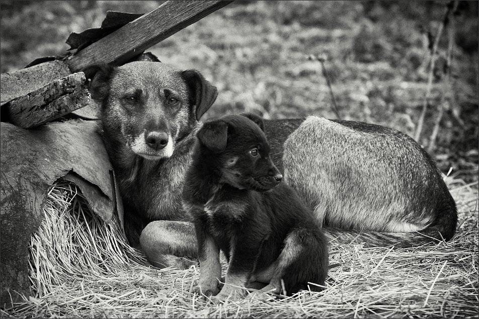 , Сергей Фудиненко