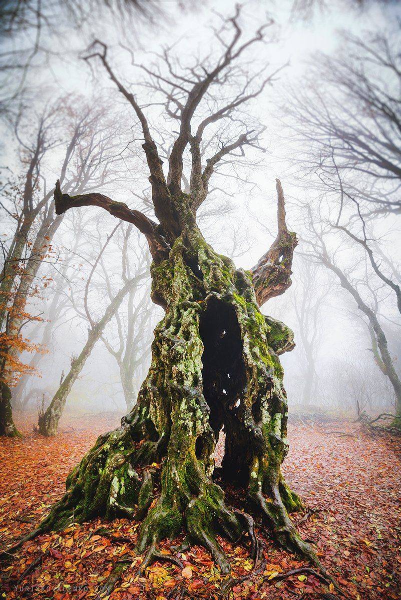 , Юрий Коваленко