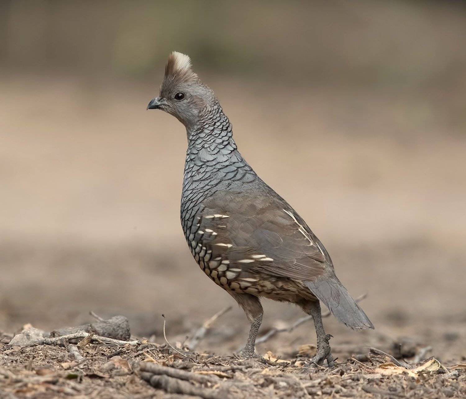 куропатка, scaled quail, tx, texas, Elizabeth Etkind