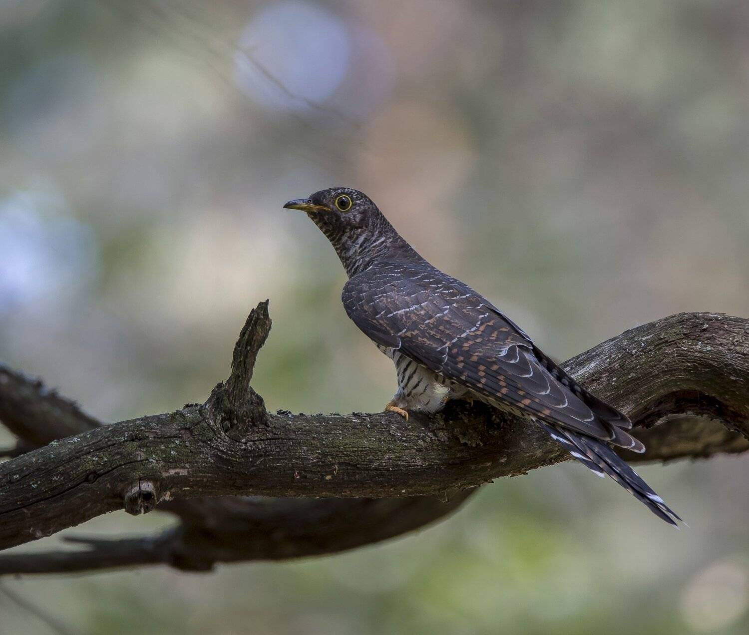 птицы,природа,лето, Андрей Киселёв