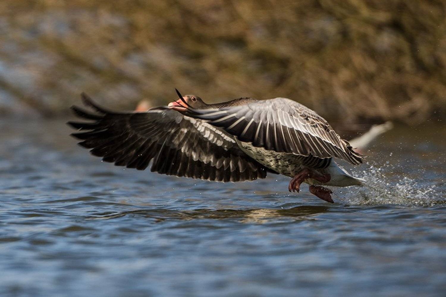 , Silvestr Szab&oacute;