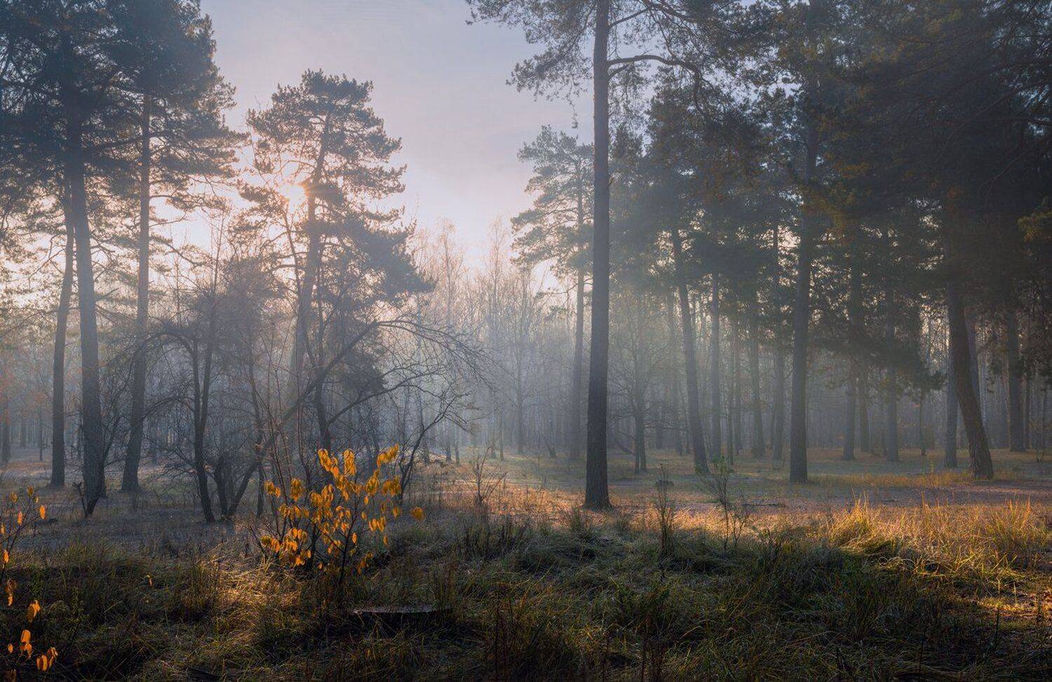 лес, осень, ноябрь, утро, рассвет, изморозь, туман, Галанзовская Оксана
