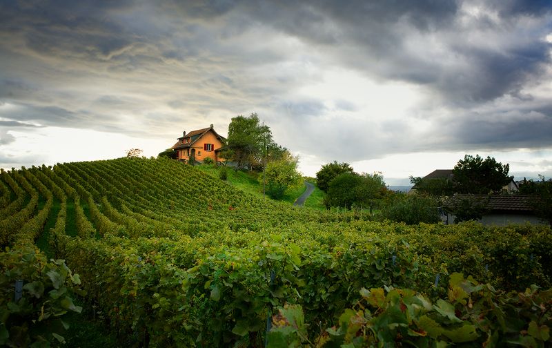 виноградники, lavaux на кромке небес фото превью
