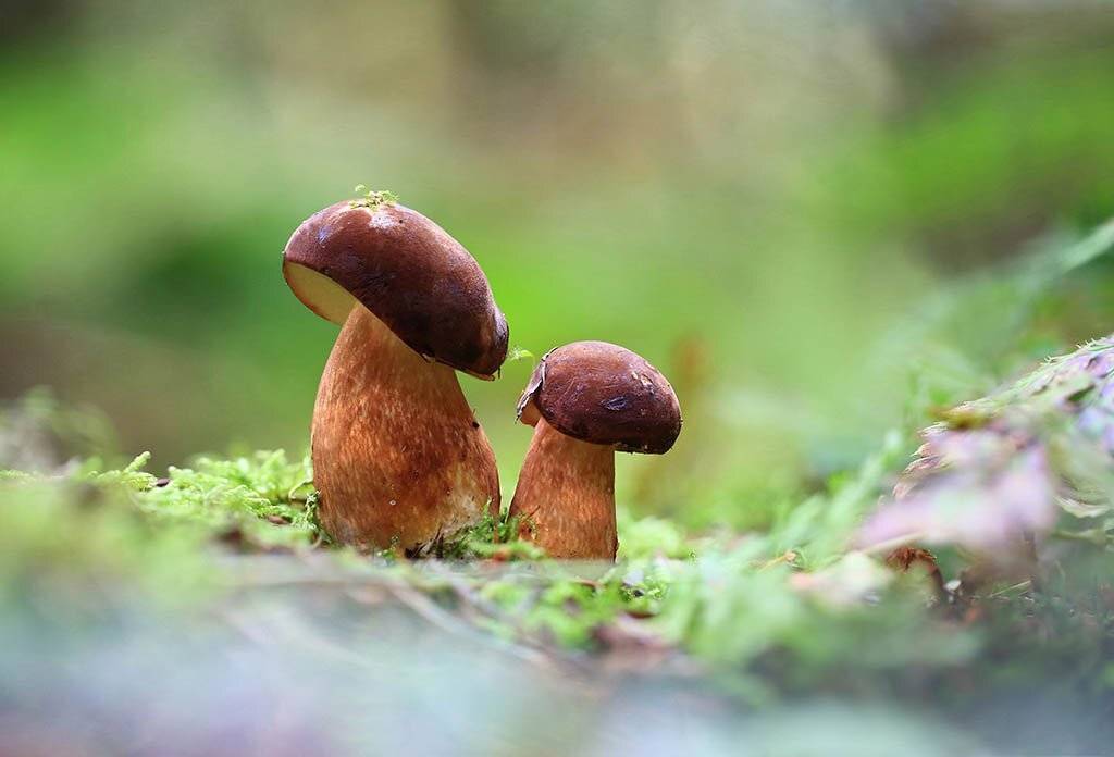 гриб,белый гриб,пара,осень,чаща,листья,ветки,лес,мох,деревья,растения,натура,фон,зеленый,коричневый,красиво,листва,пасмурно., Виктор Шнайдер