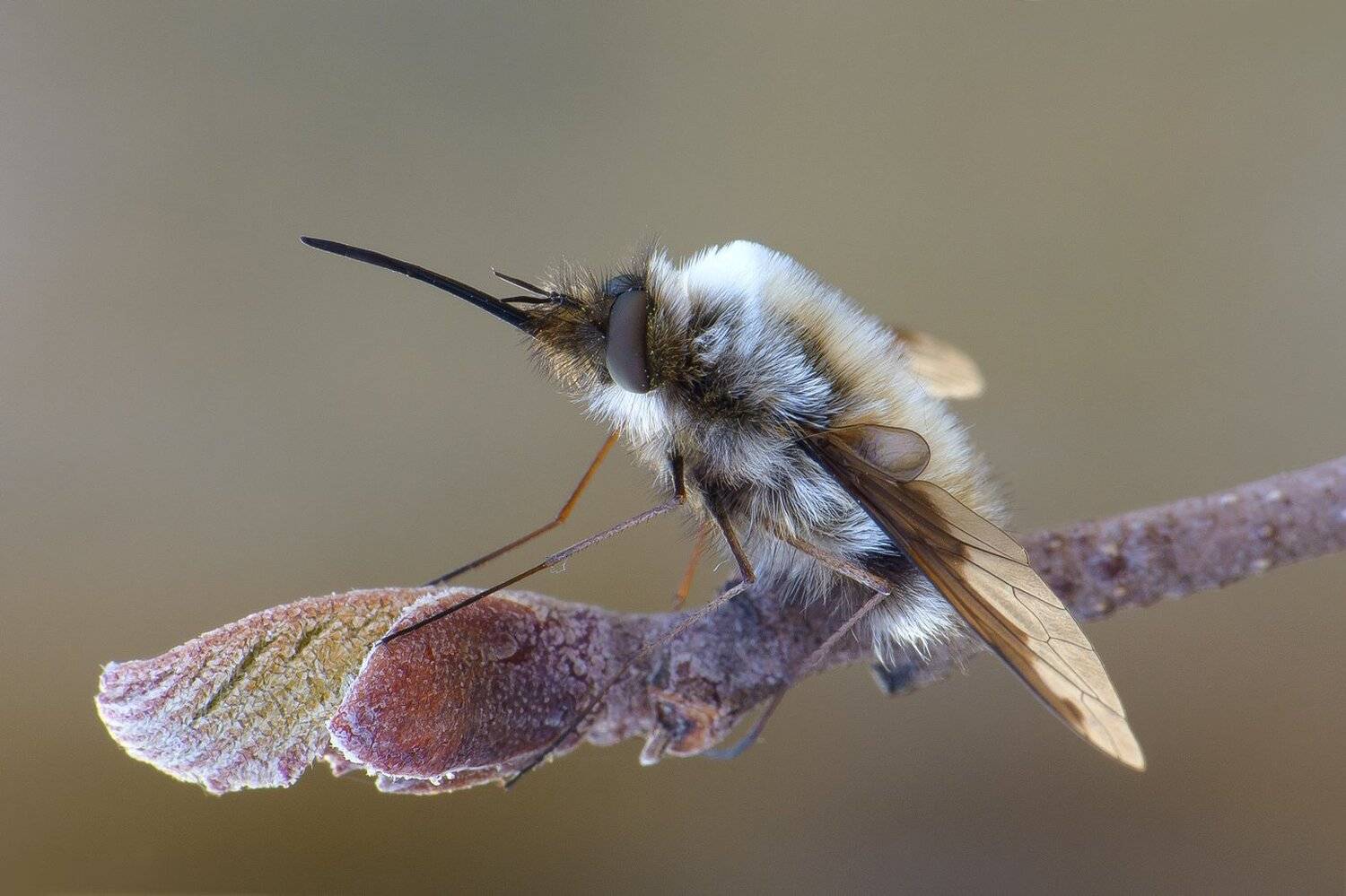 , Кузнецов Дмитрий