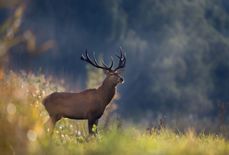 red deer фото превью