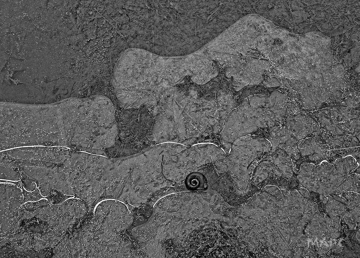 осень, улитка, лужа, лед, Шангареев Марс