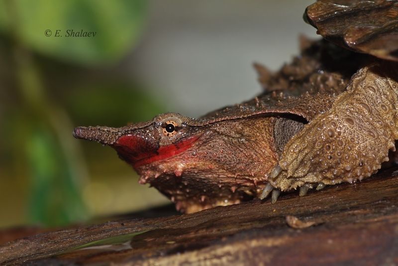мата-мата,бахромчатая черепаха,черепаха,chelus fimbriatu, reptilia,рептилия, turtle Смайл ! фото превью