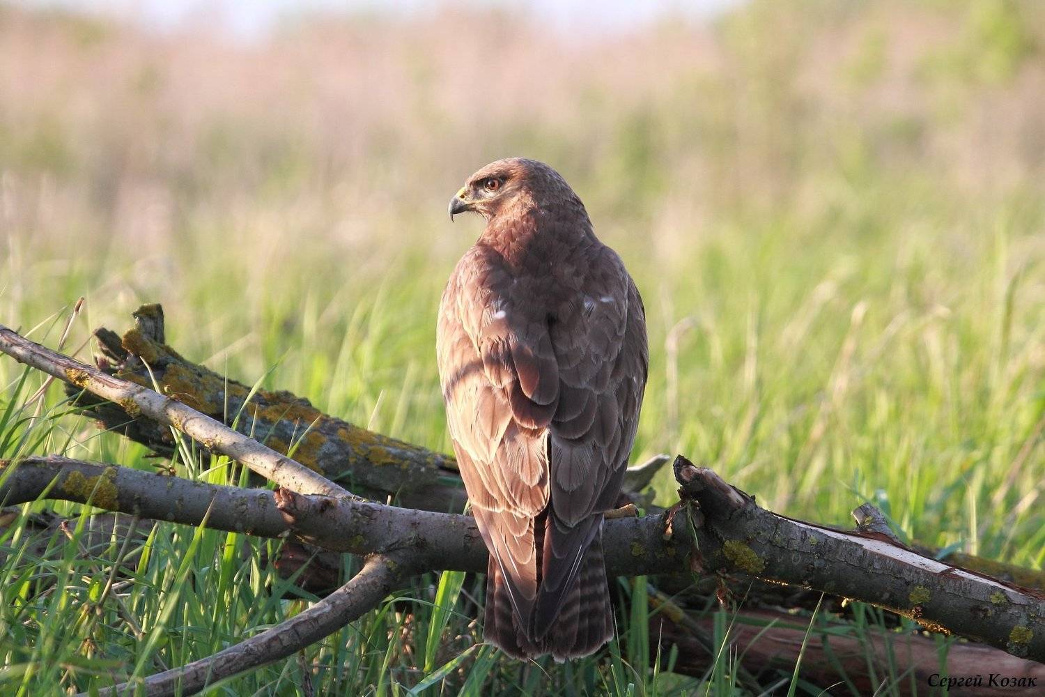 , Сергей Козак