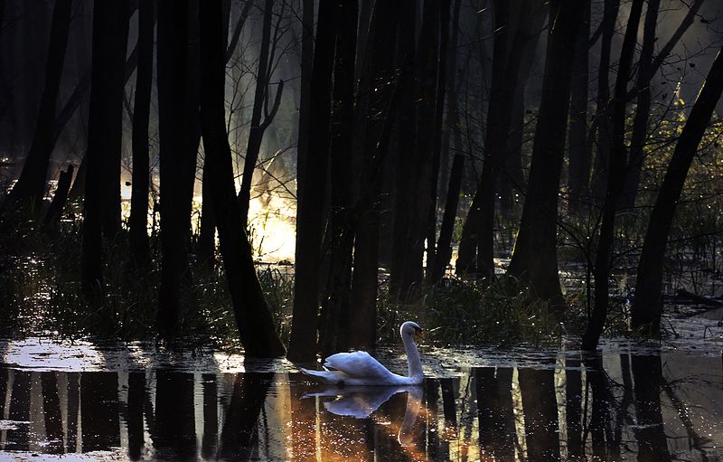 ...  фото превью