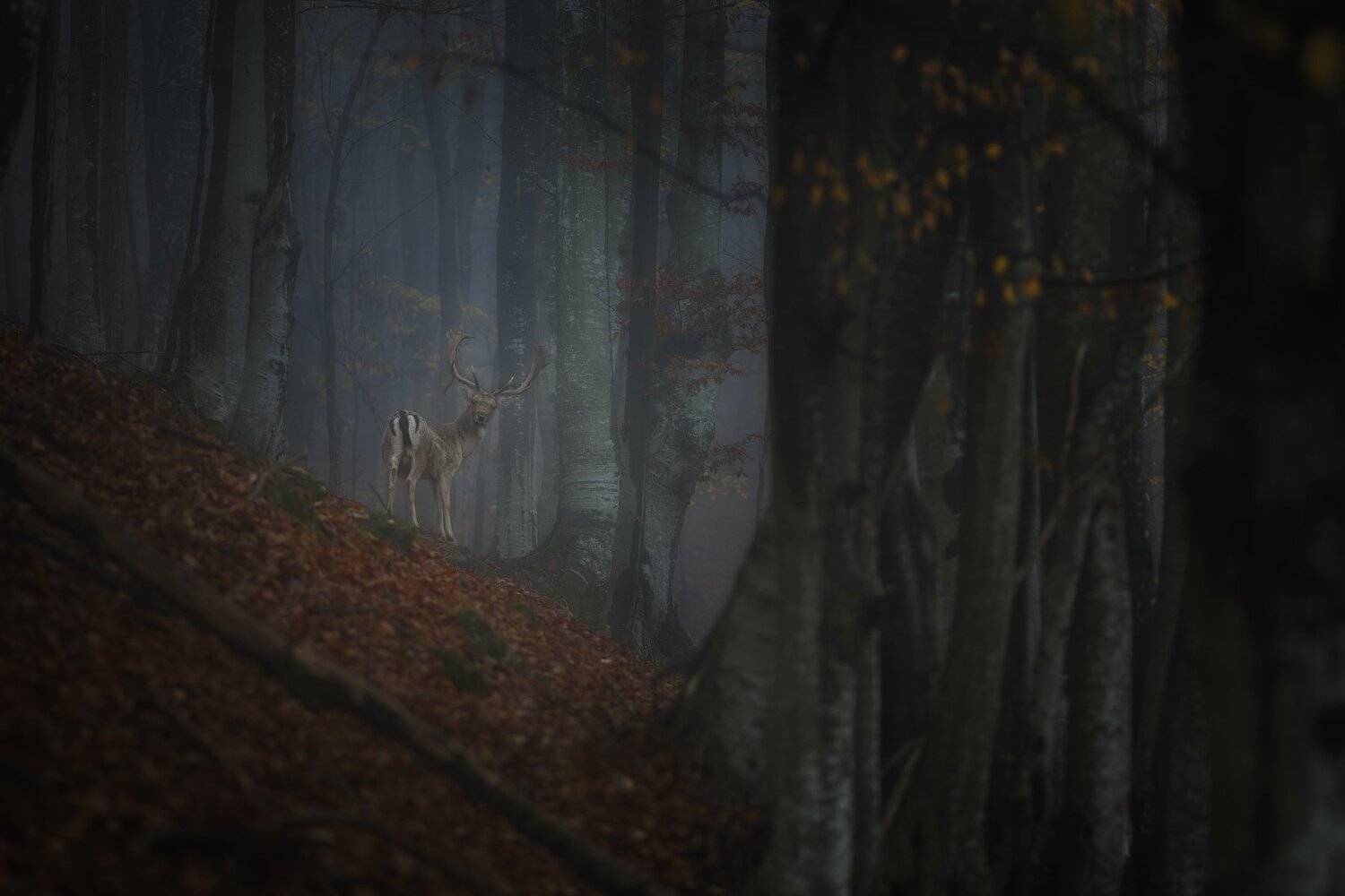 #forest #deer #autumn #landscape #animals #wildlife #wild #mountain #bulgaria, Даниел Балъков