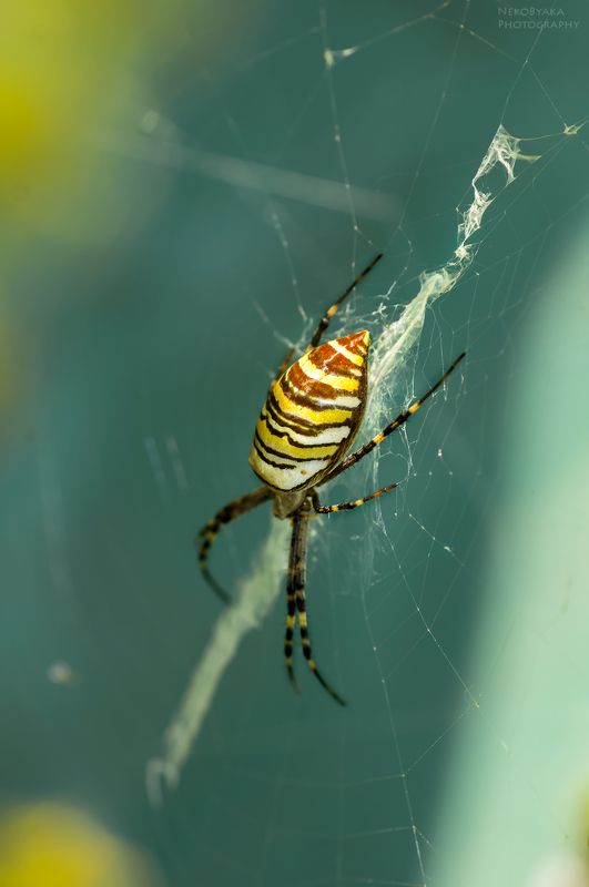 макро, насекомые, природа, паук, macro, insects, nature, spider Аргиопа Брюнниха фото превью