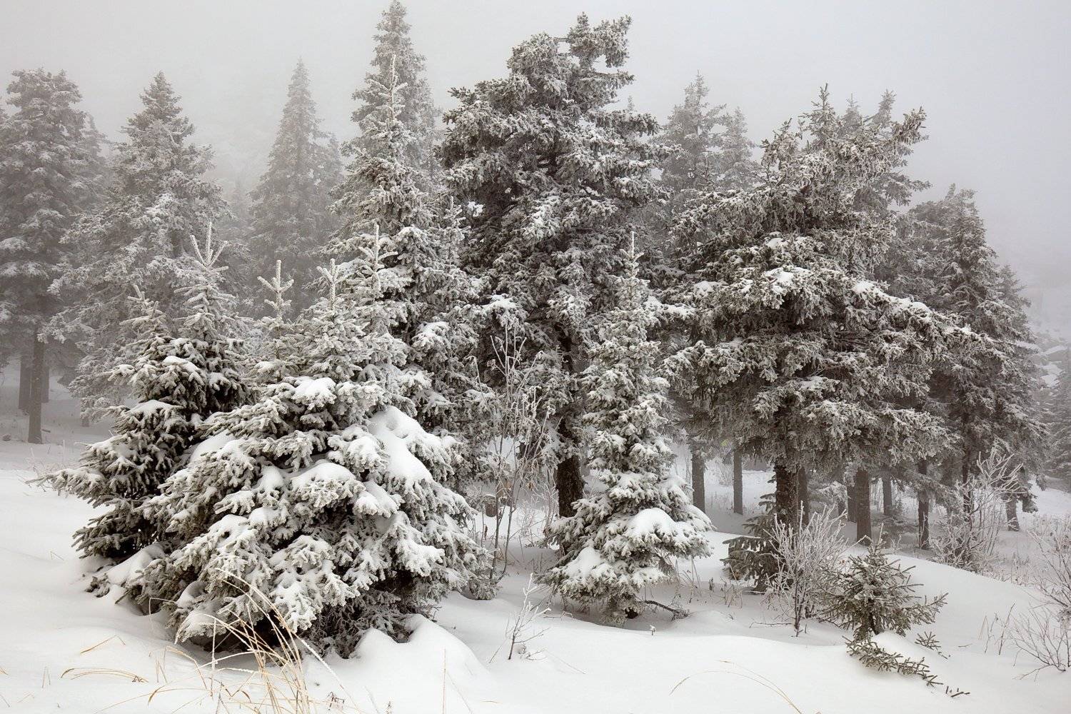 , Сергей Евдокимов