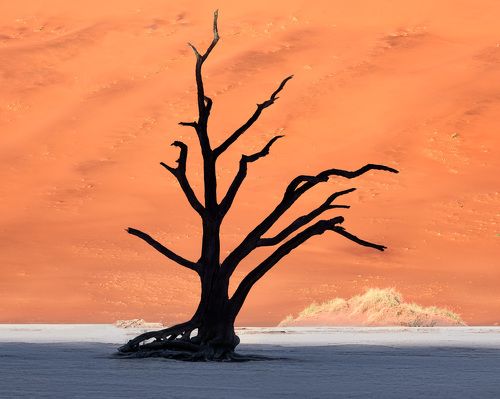 Dead Acacia Trees and Red Dunes of Deadvlei