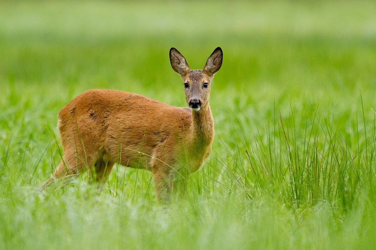 , Janina J?drzejewska-Szombara