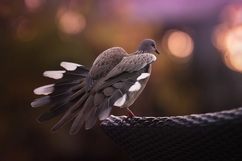 Губки бантиком, хвостик веером фото превью