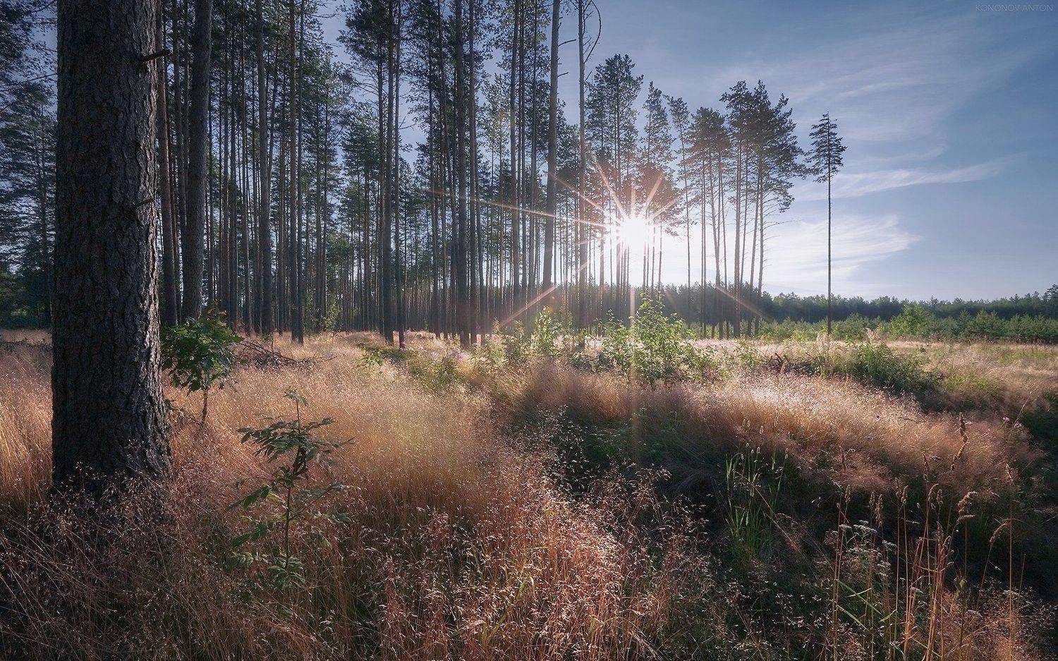 , Антон Кононов