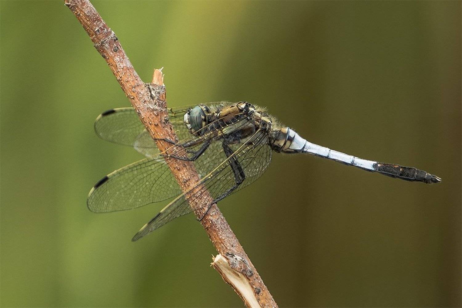 , Silvestr Szab&oacute;