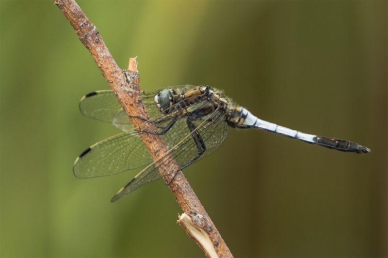 šidlo фото превью