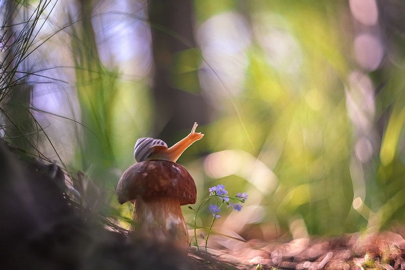 По дороге в сказку фото превью