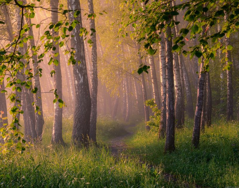 никон пейзаж / Утро в роще /   фото превью