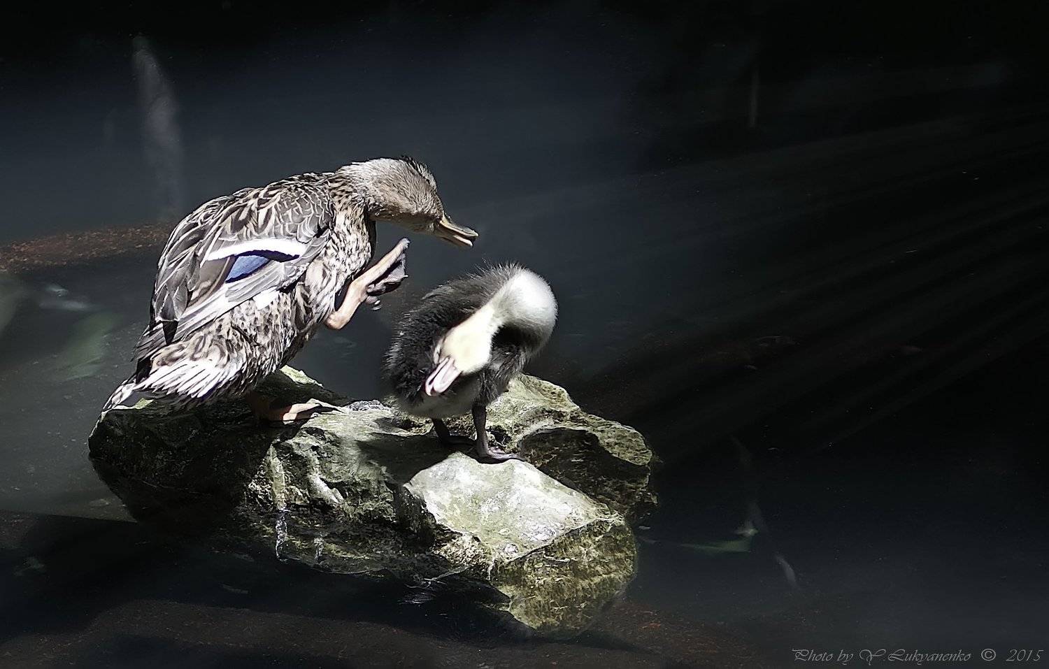 , Юрий Лукьяненко (o4spok)