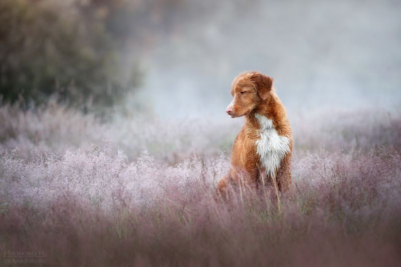 *** фото превью