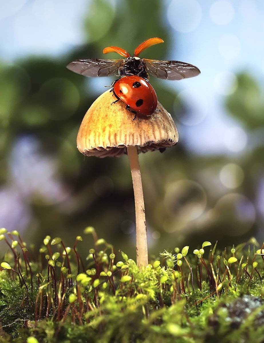 макро,божья коровка,, Гарик Соколов