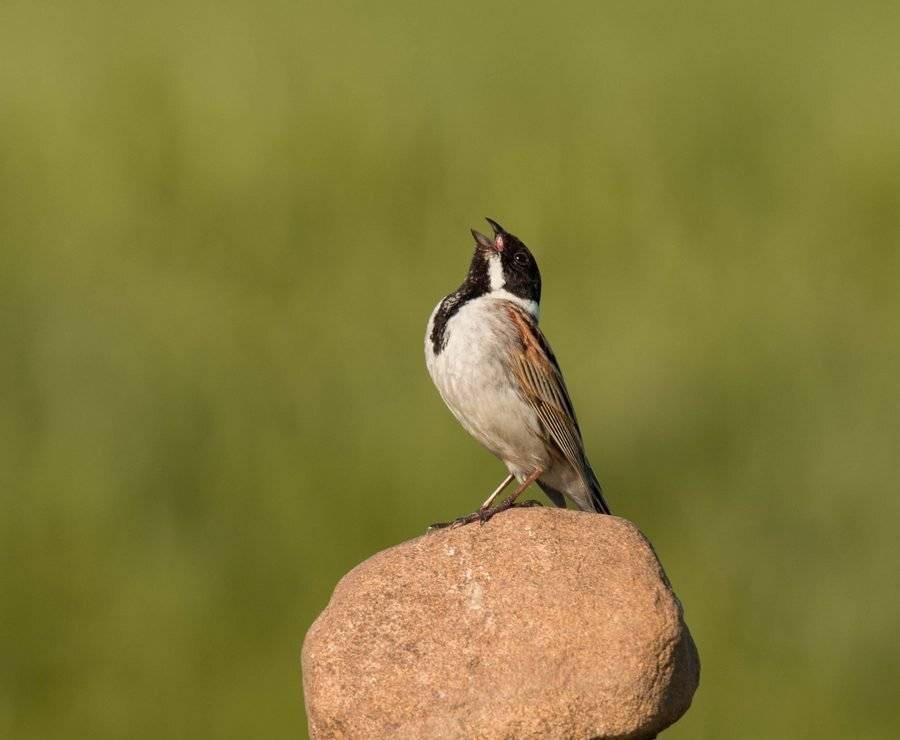 птицы, овсянка,, Владимир Пакалевич