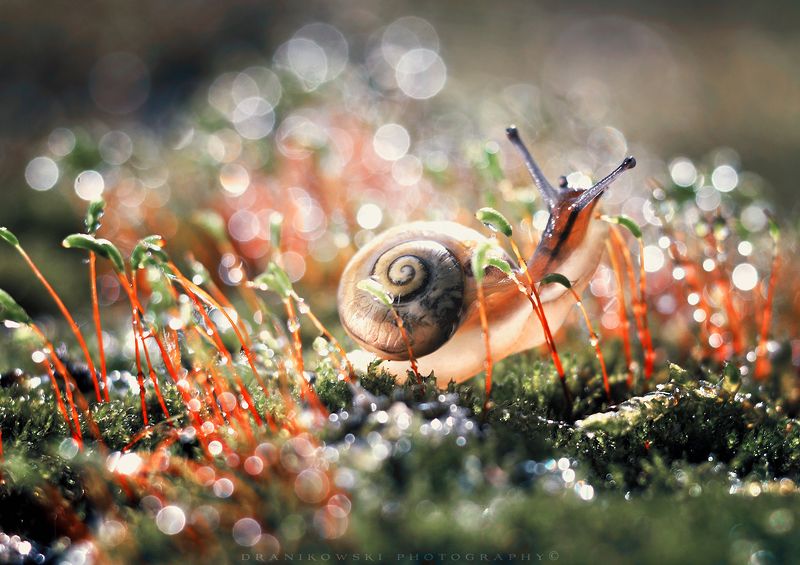 улитка slimak snail bokeh trioplan grass rain magic macro mog улитка фото превью