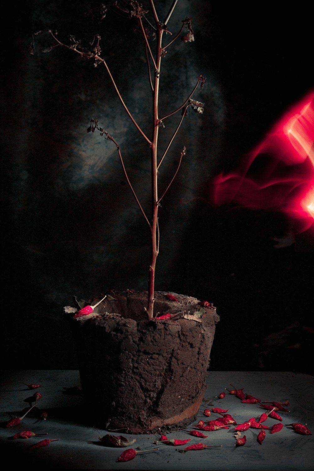 острый перец, засохшее, земля, растение, куст, натюрморт, красный,, Наталья Голубева