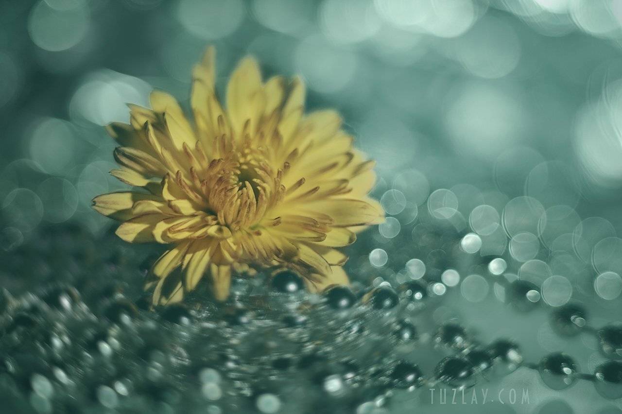 хризантема, цветок, боке, бусы, Владимир Тузлай