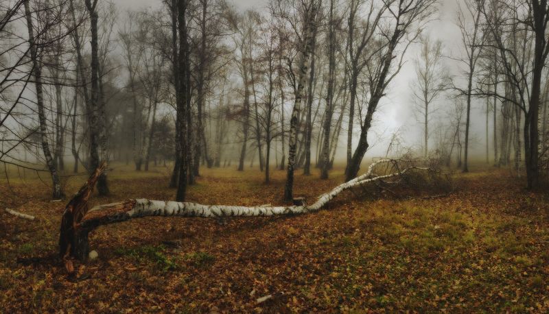 Вокруг упавшего дерева фото превью