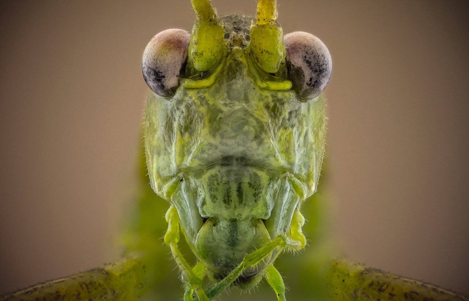 Автор: Tsvetan Ganev ceclii,macro,lgg4, extrememacro, макро, Tsvetan Ganev