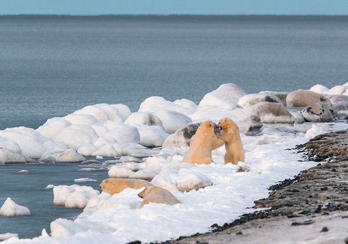 В ожидании льда...