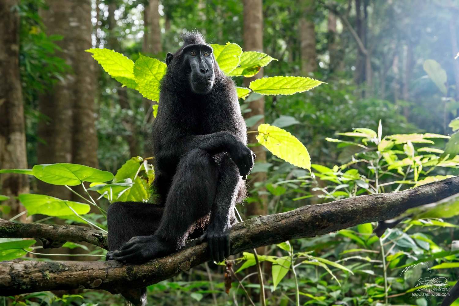 , Александр Санин