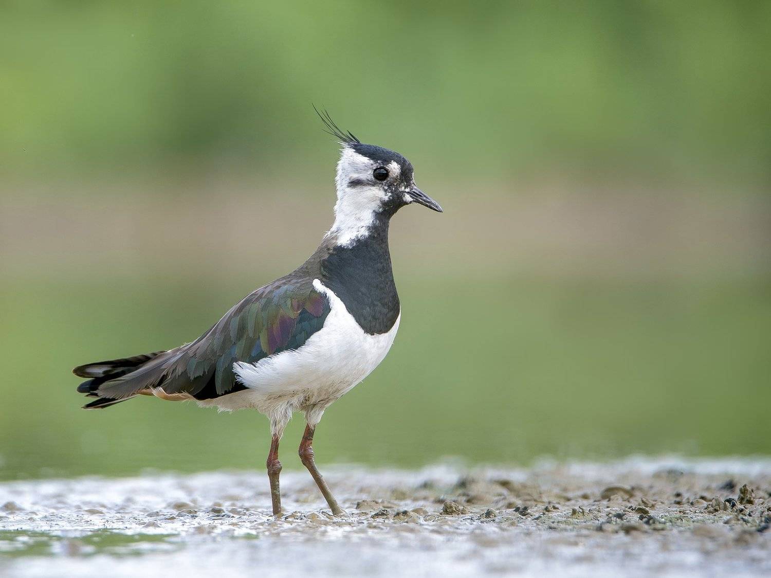 птицы,природа,лето, Андрей Киселёв