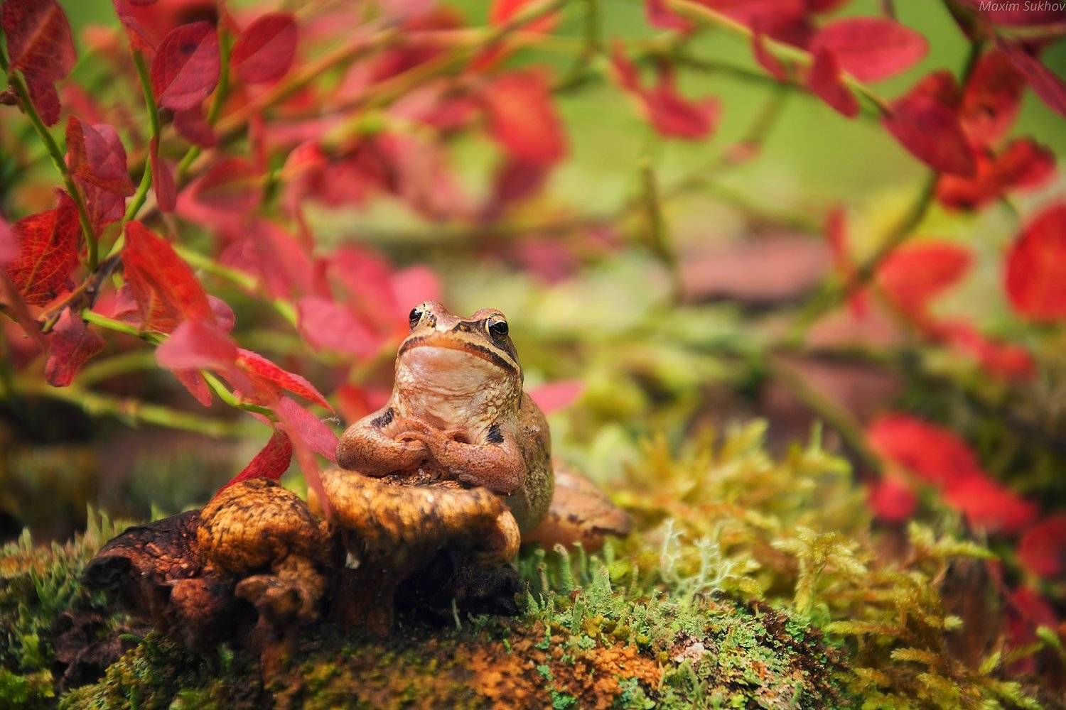 лягушка, осень, осенние краски, лес, трава, мох, Максим Сухов