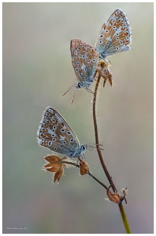macro nature butterfly Trio фото превью