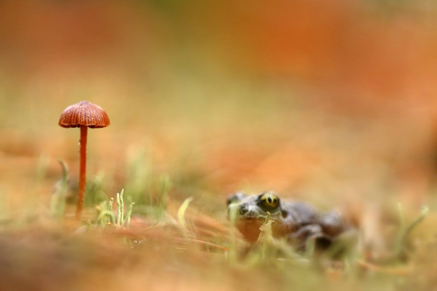 осень, гриб, чесночница, pelobates, fuscus, Sergii Markov