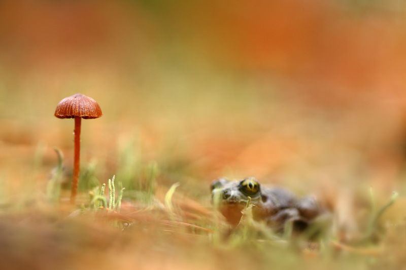 осень, гриб, чесночница, pelobates, fuscus Сосредоточенное ожидание фото превью