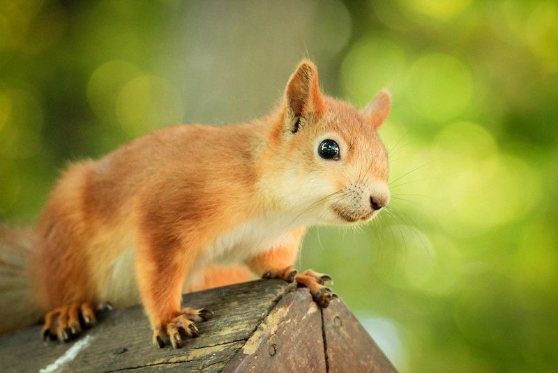 природа, парк, животные, белки А что у вас вкусненького? фото превью