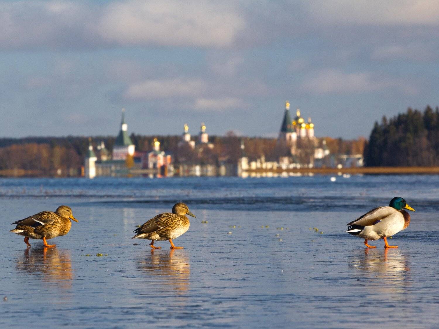 , Тимофей Шутов