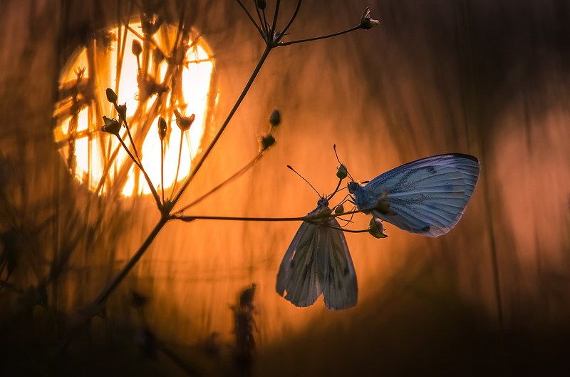 Ты меня на рассвете разбудишь фото превью